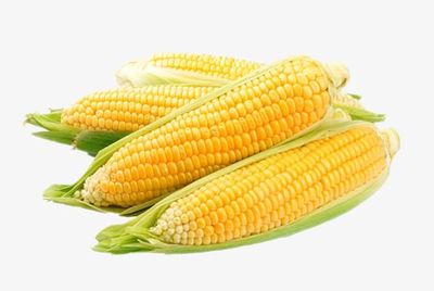 秋收的季節(jié) 熟玉米素材帶來天然質(zhì)感設(shè)計(jì)靈感