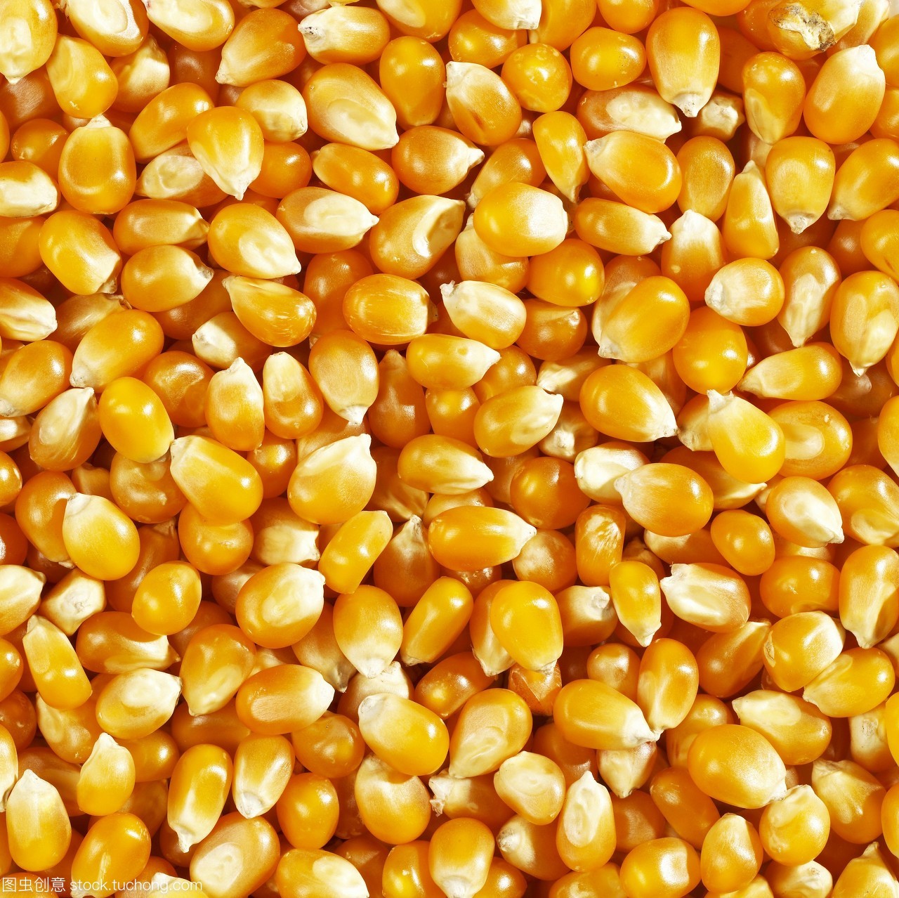 玉米顆粒的微觀修復(fù)藝術(shù) 填充與生命的重塑