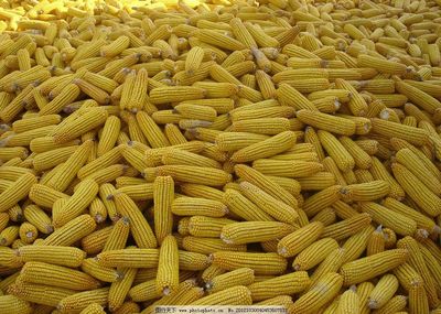 金光閃閃的玉米 大地與生命的饋贈(zèng)