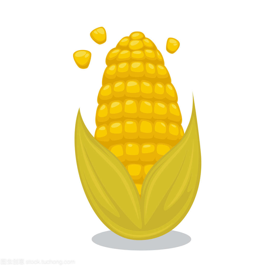 成熟的玉米棒 腳下的土地與手中的自然饋贈(zèng)