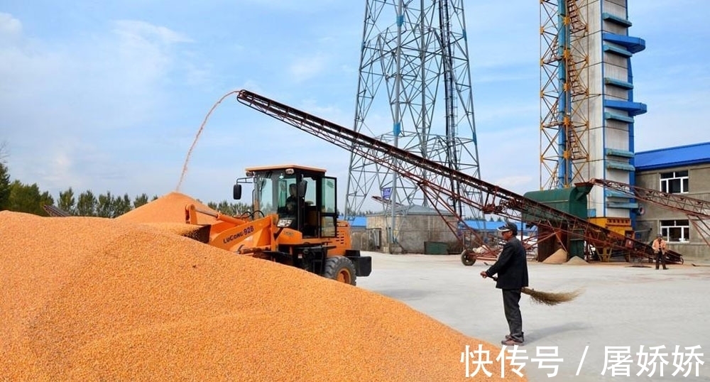 生豬玉米價(jià)格突然反彈，聯(lián)袂創(chuàng)新高背后藏著什么玄機(jī)？